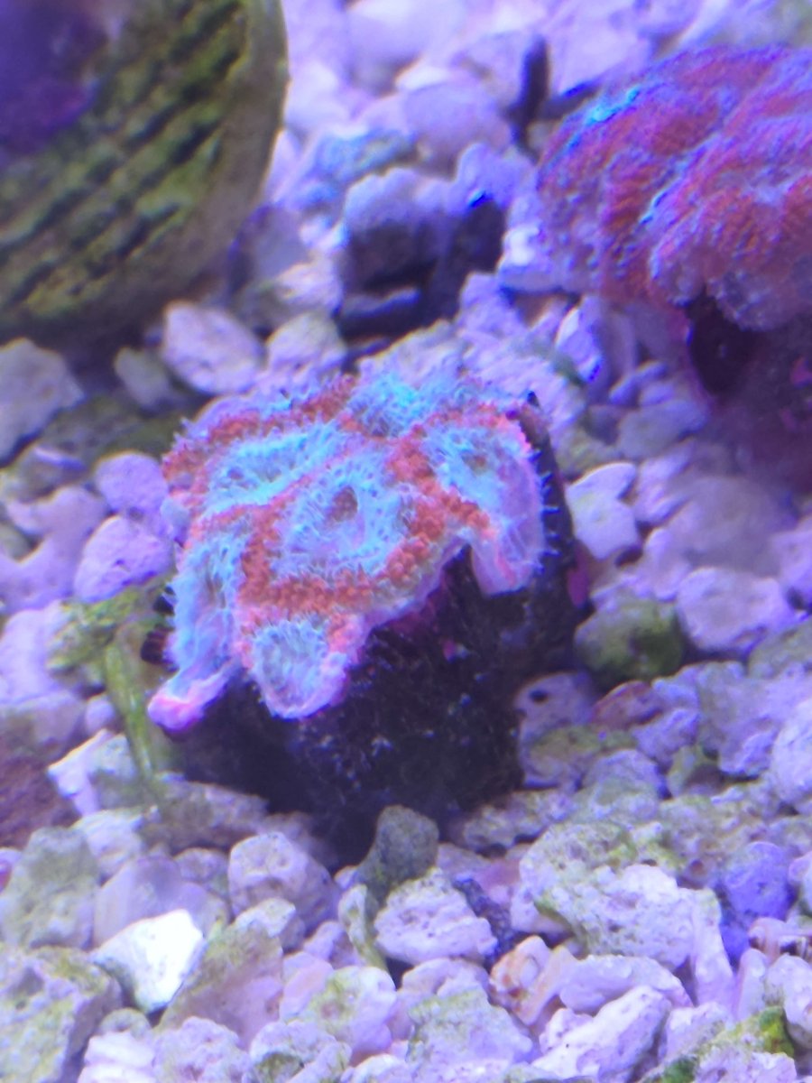 acan.jpg