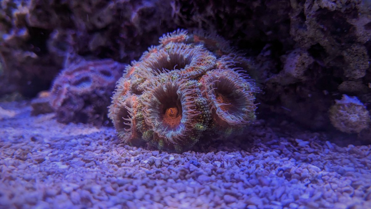 Acan.jpg