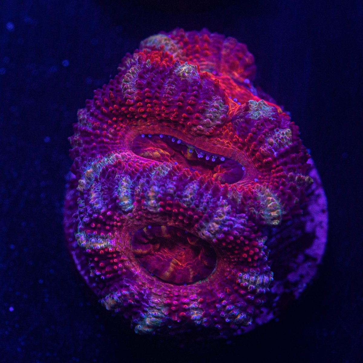 Acan.jpg