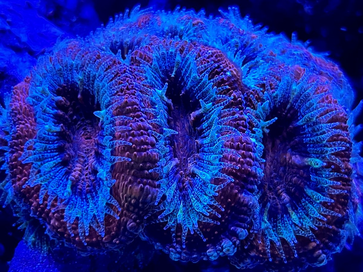 acan.jpg