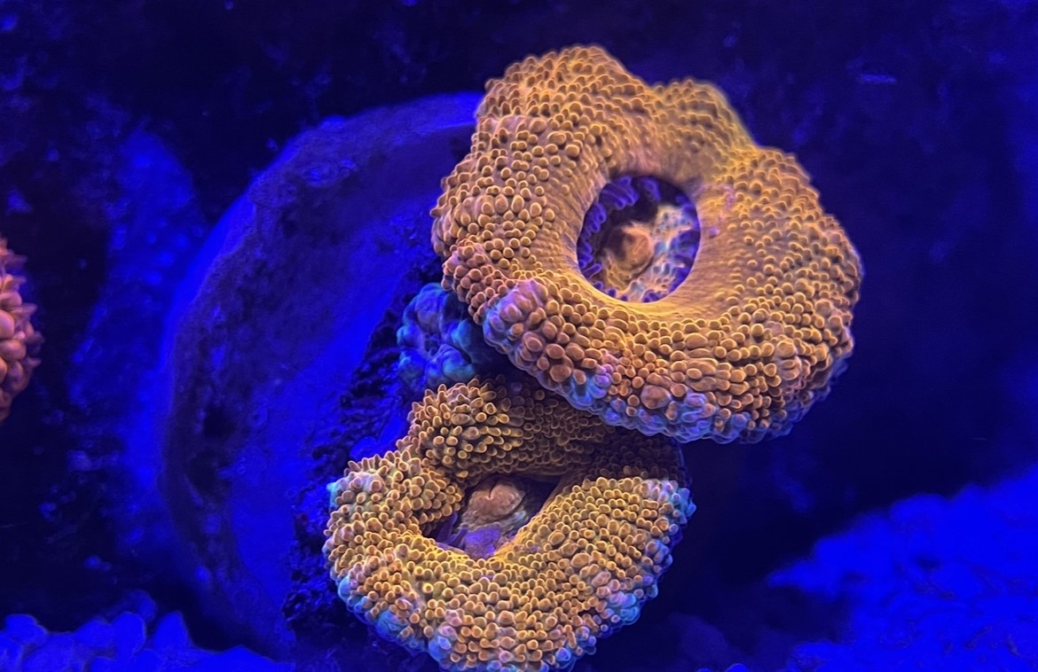 Acan.jpg