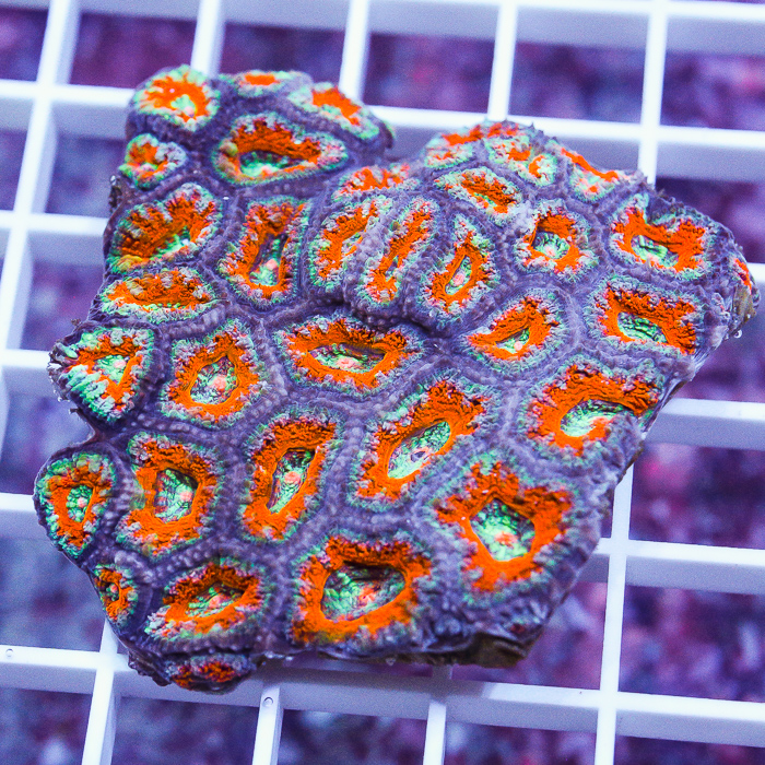 acan-lord-80-110.jpg