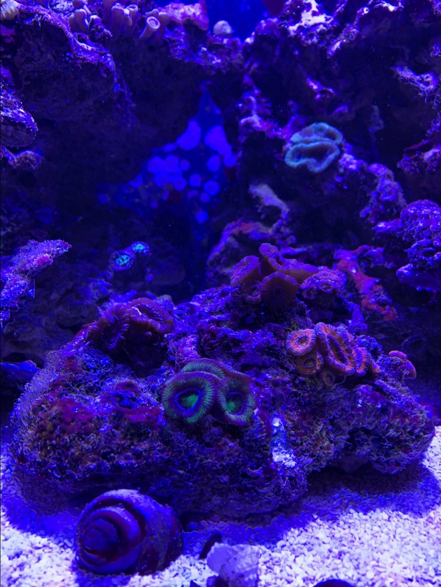 acan rock.JPG