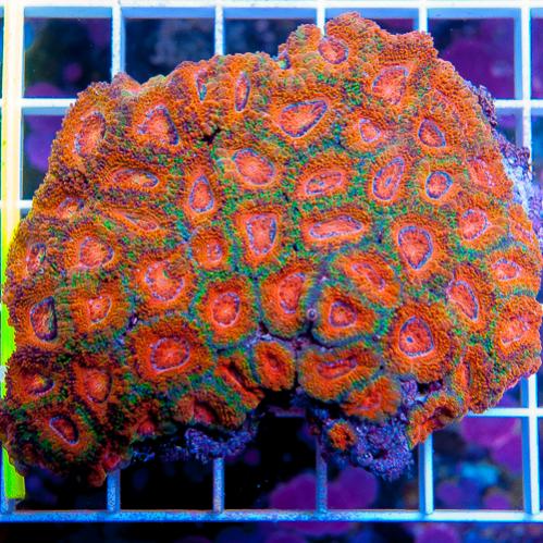 Acan Ultra 2.jpg