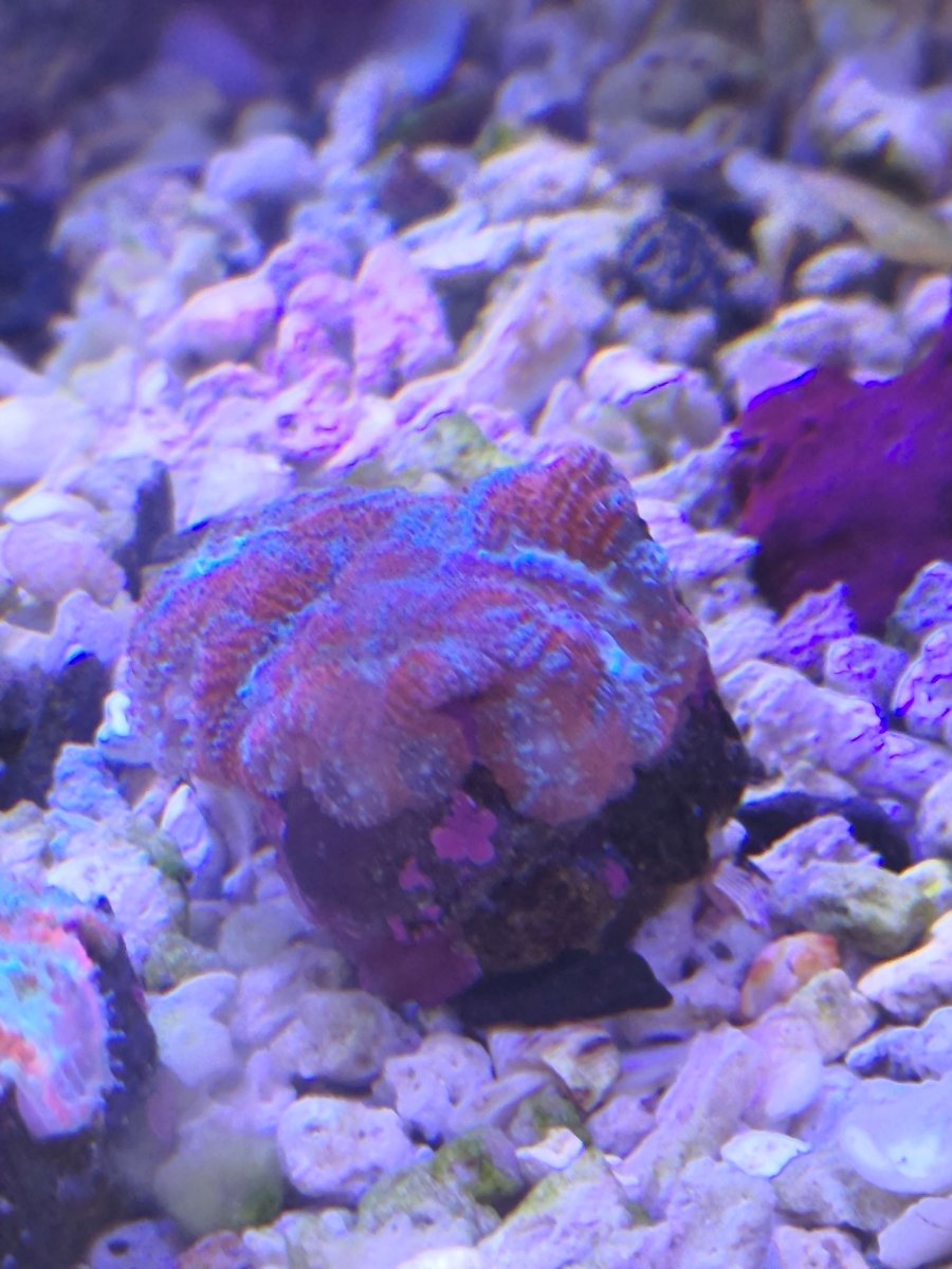 acan2.jpg