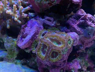 acan2.jpg