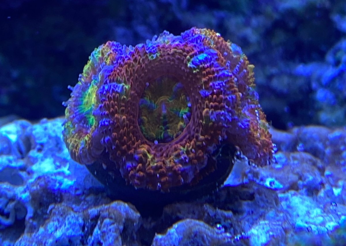 acan2.jpg