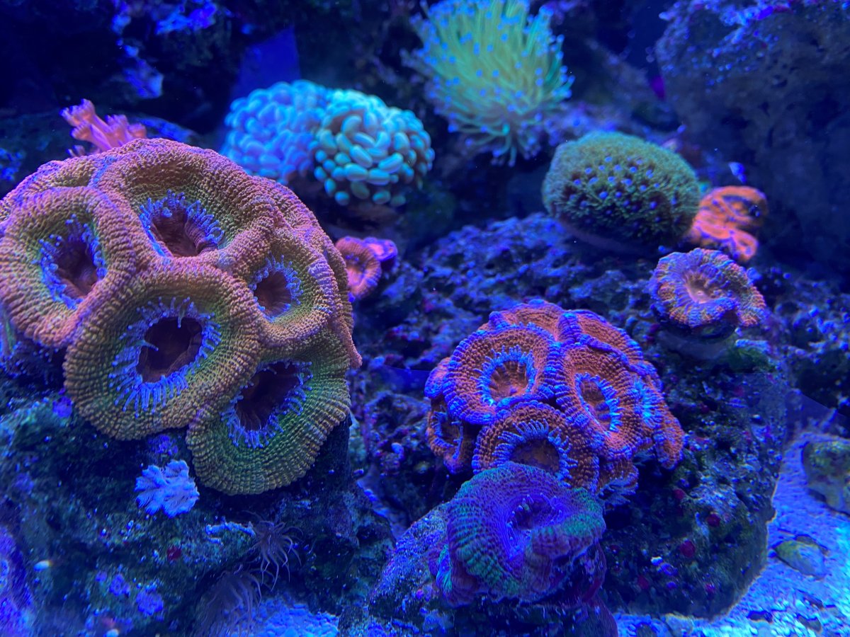 acans.jpg