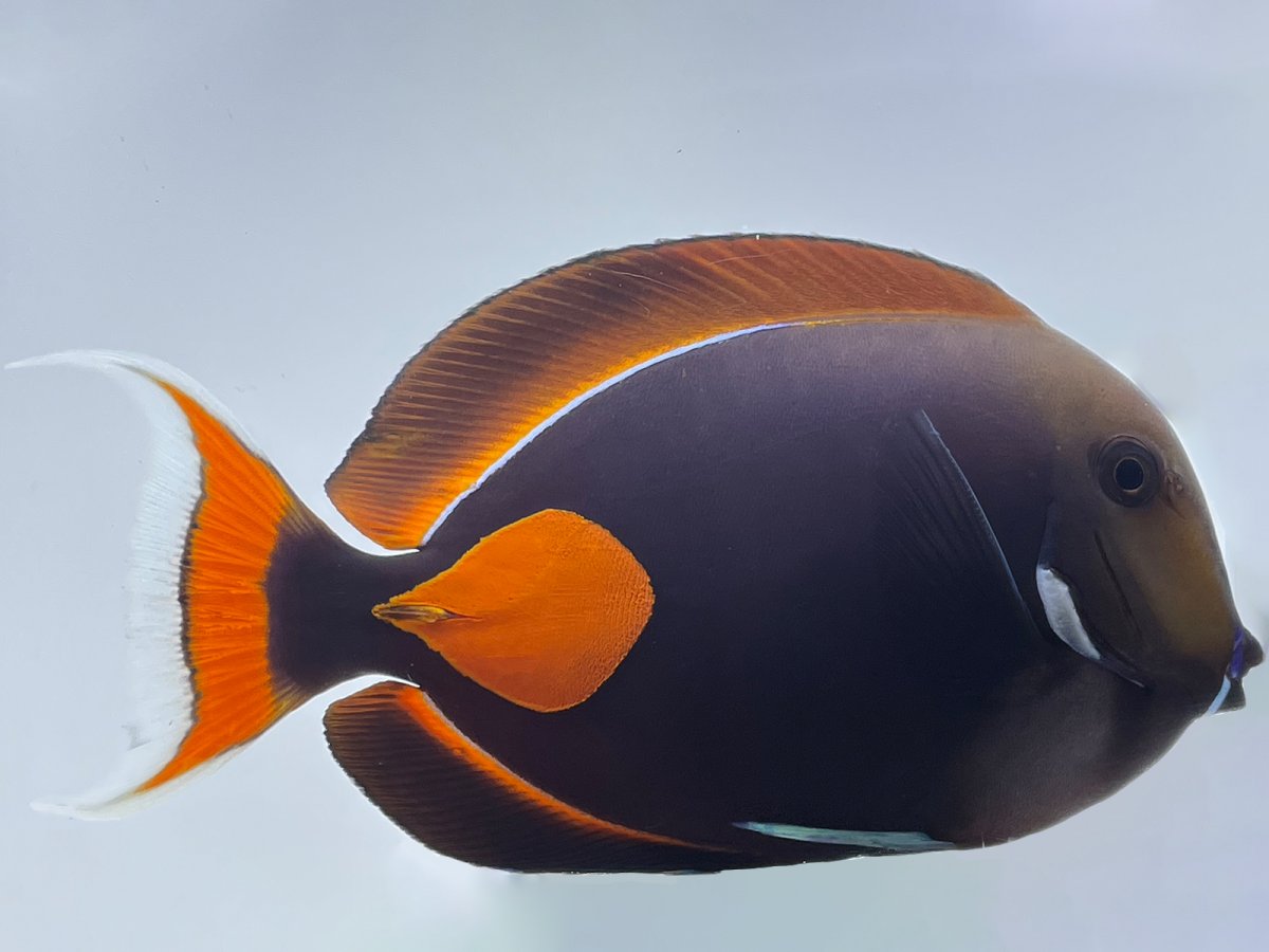 Achilles Tang SHOW WYSIWYG.jpg