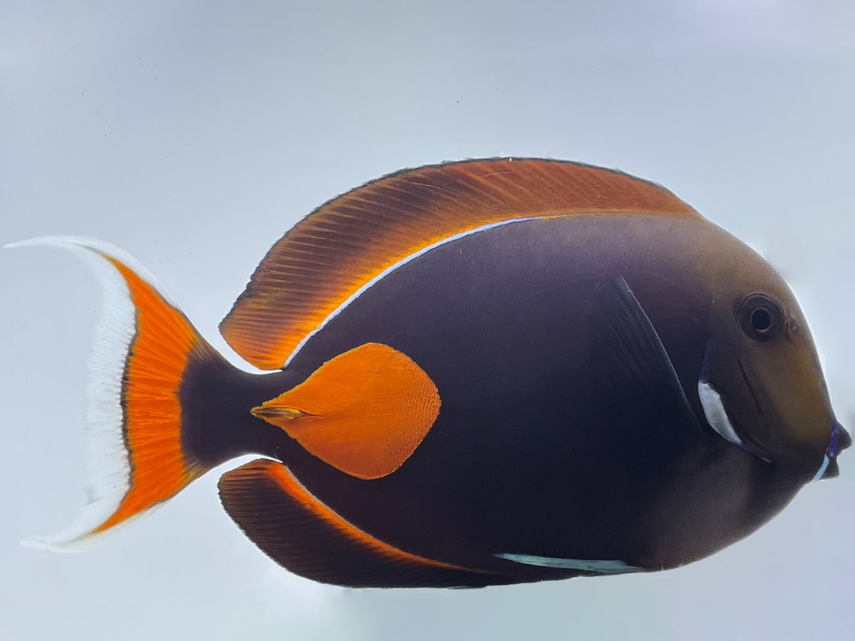 Achilles Tang SHOW WYSIWYG.jpg