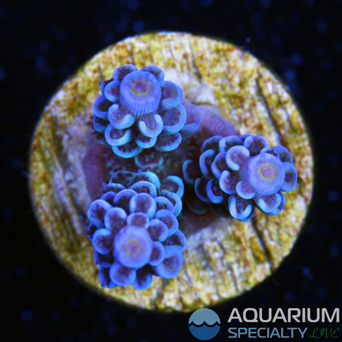 Acro-Sp-Frag-1.jpg