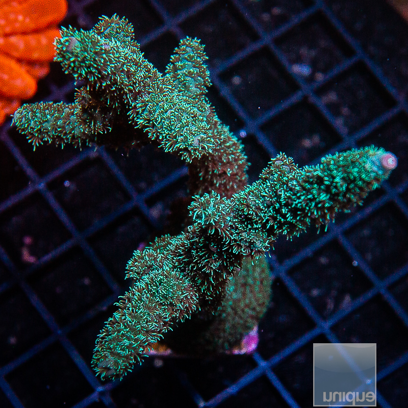 Acropora Abrolhensis 129 65.JPG