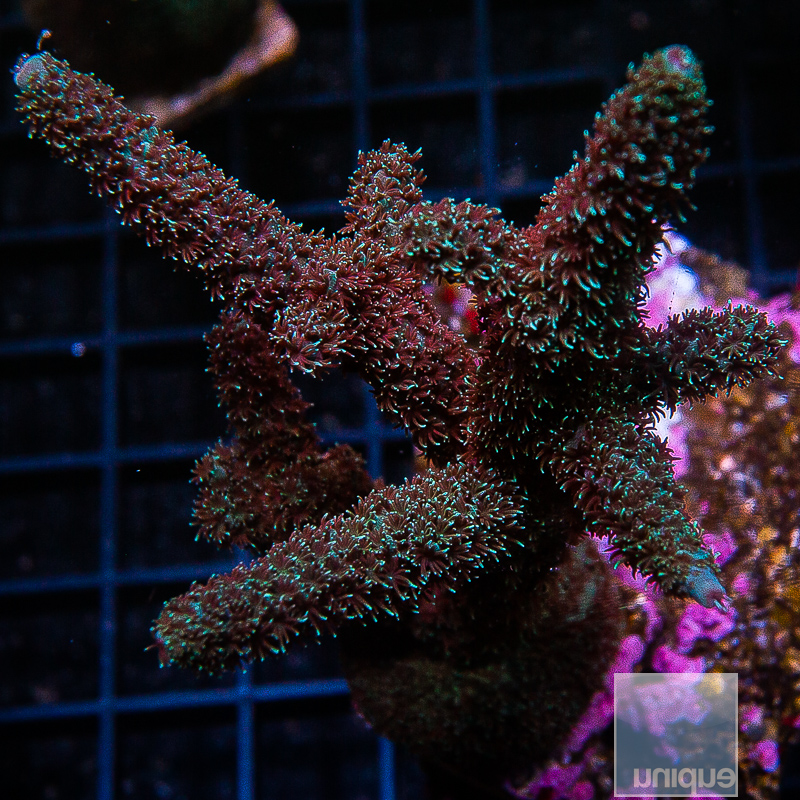 Acropora Abrolhensis 129 70 (1).JPG