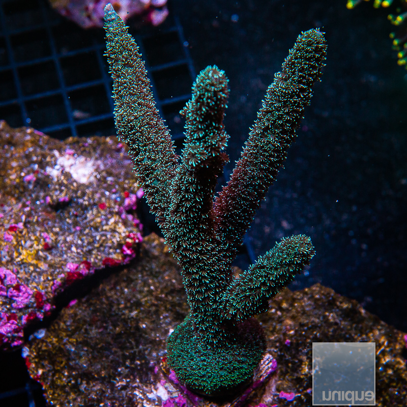 Acropora Abrolhensis 129 70.JPG