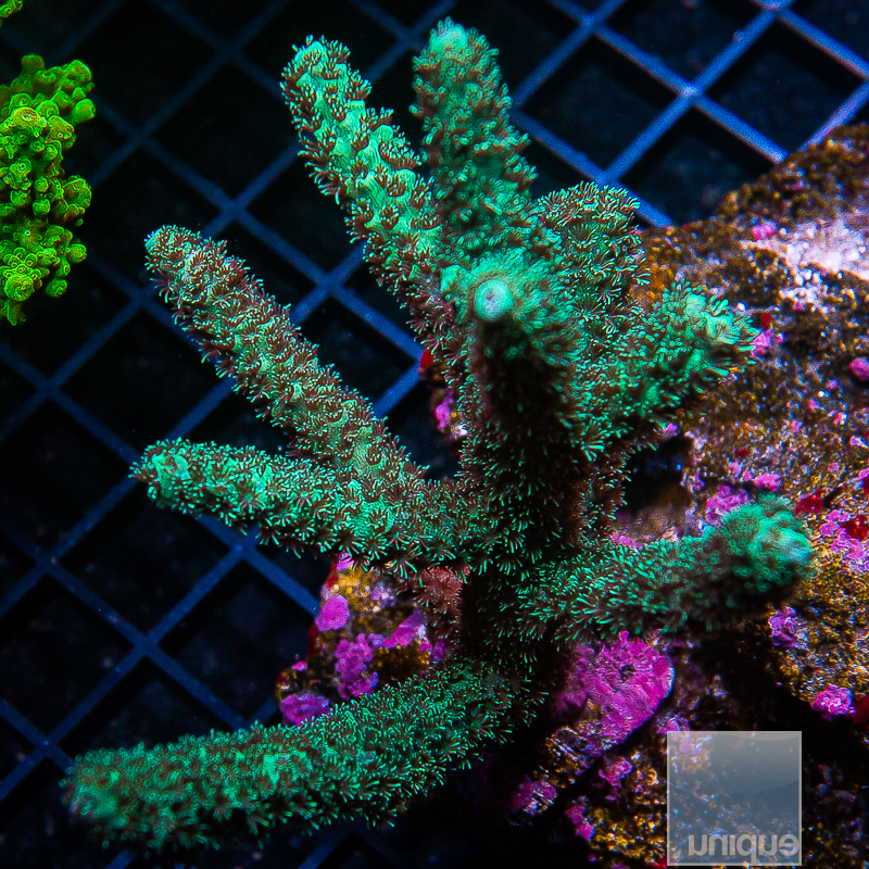 Acropora Abrolhensis 129 75.JPG