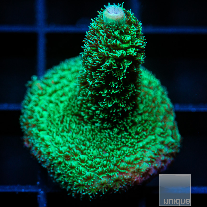 Acropora Abrolhensis 49 20.JPG