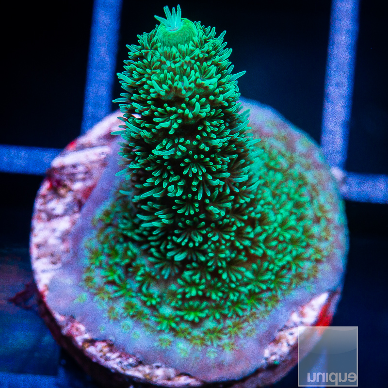 Acropora Abrolhensis 59 26 (1).JPG