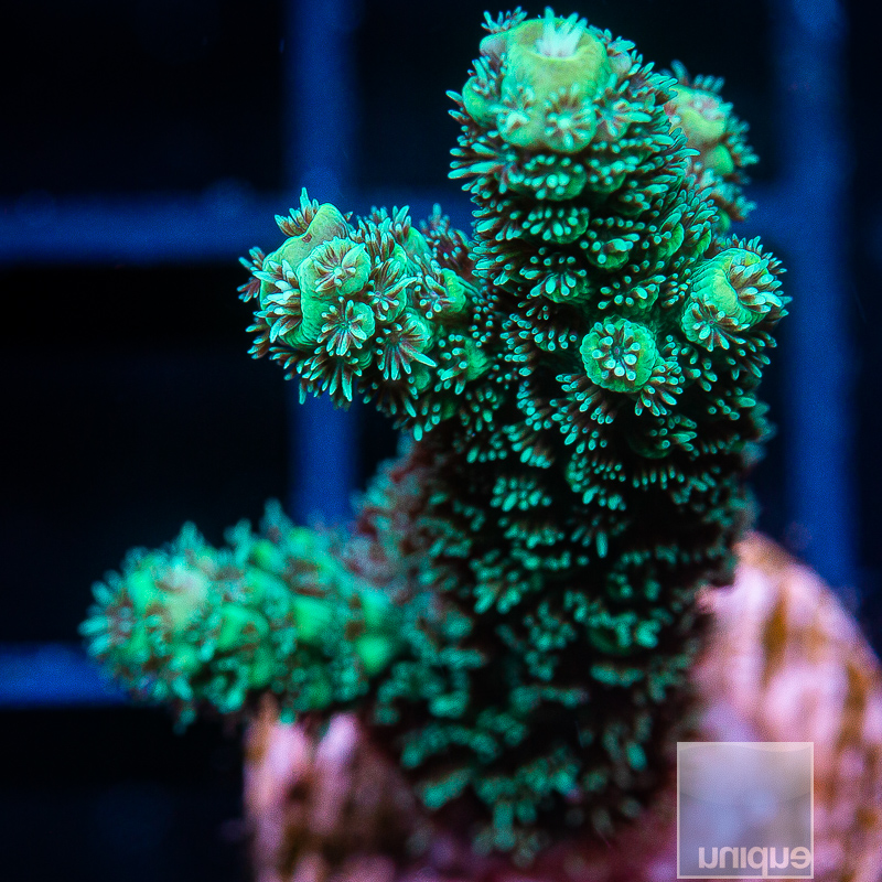 Acropora Abrolhensis 59 26.JPG