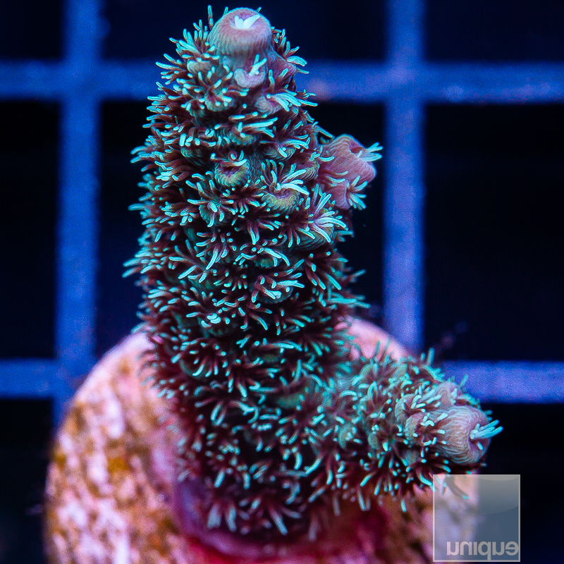 Acropora Abrolhensis 59 33.JPG