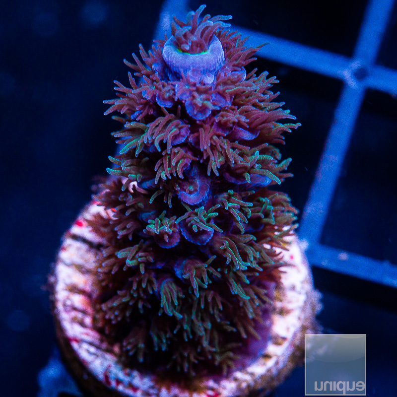 Acropora Abrolhensis 59 40.JPG