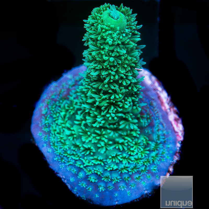 Acropora Abrolhensis 69 36 (1).JPG