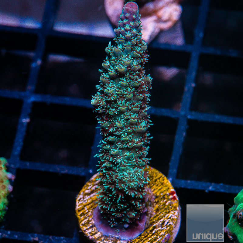 Acropora Abrolhensis 69 36.JPG