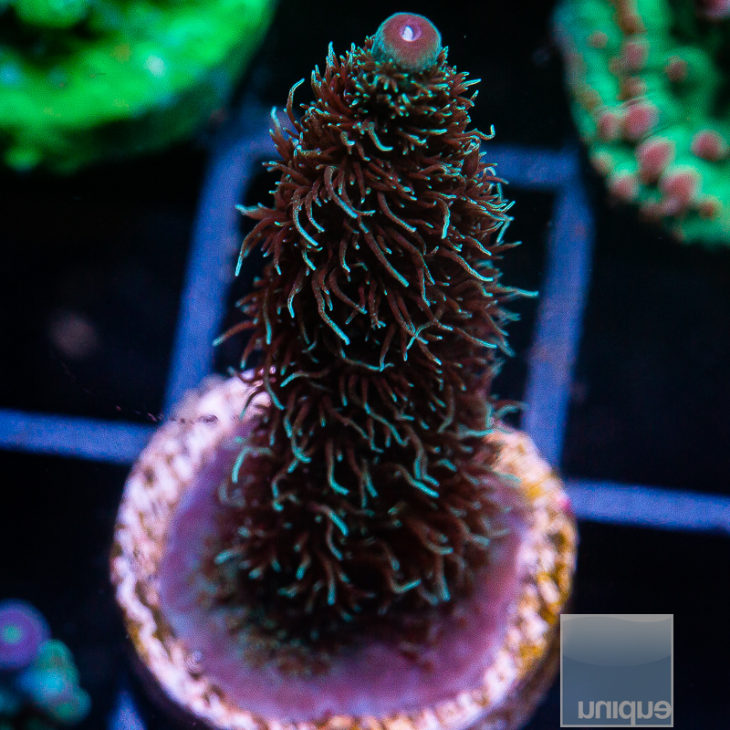 Acropora Abrolhensis 69 36.JPG