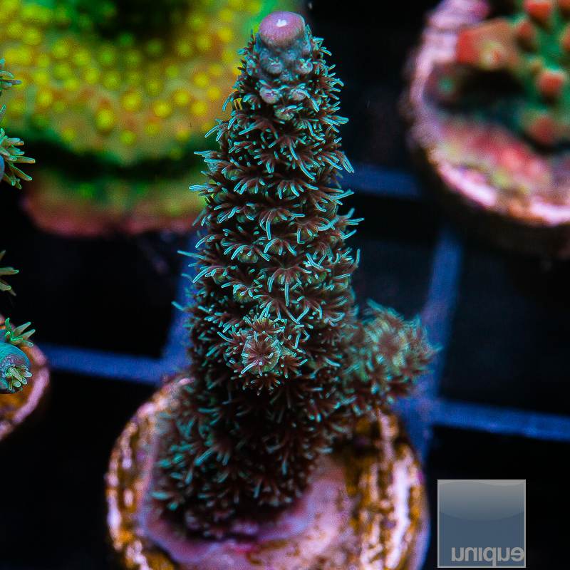 Acropora Anrolhensis 69 36.JPG