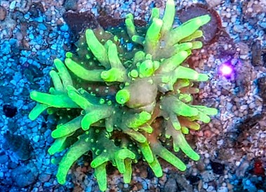 Acropora caroliniana green (3)~2.jpg