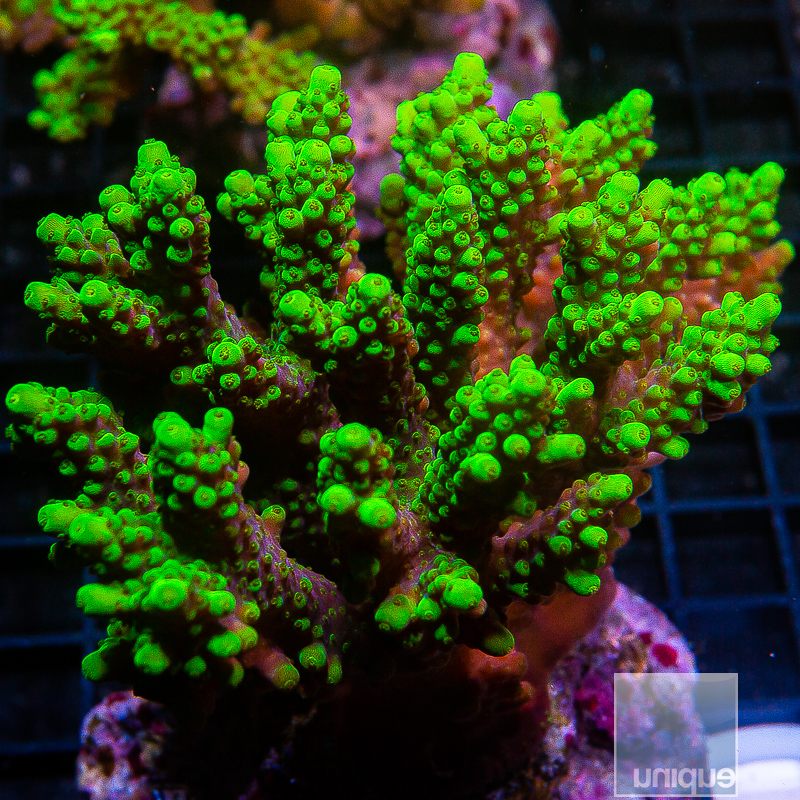 Acropora Colony 299 190.JPG