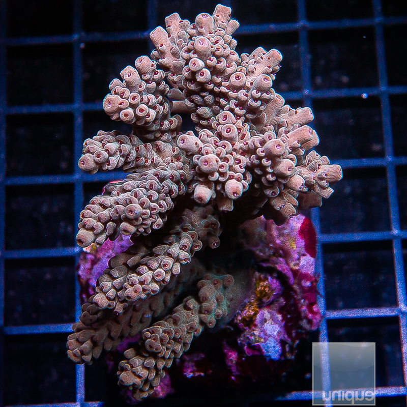 Acropora Colony 319 180.JPG