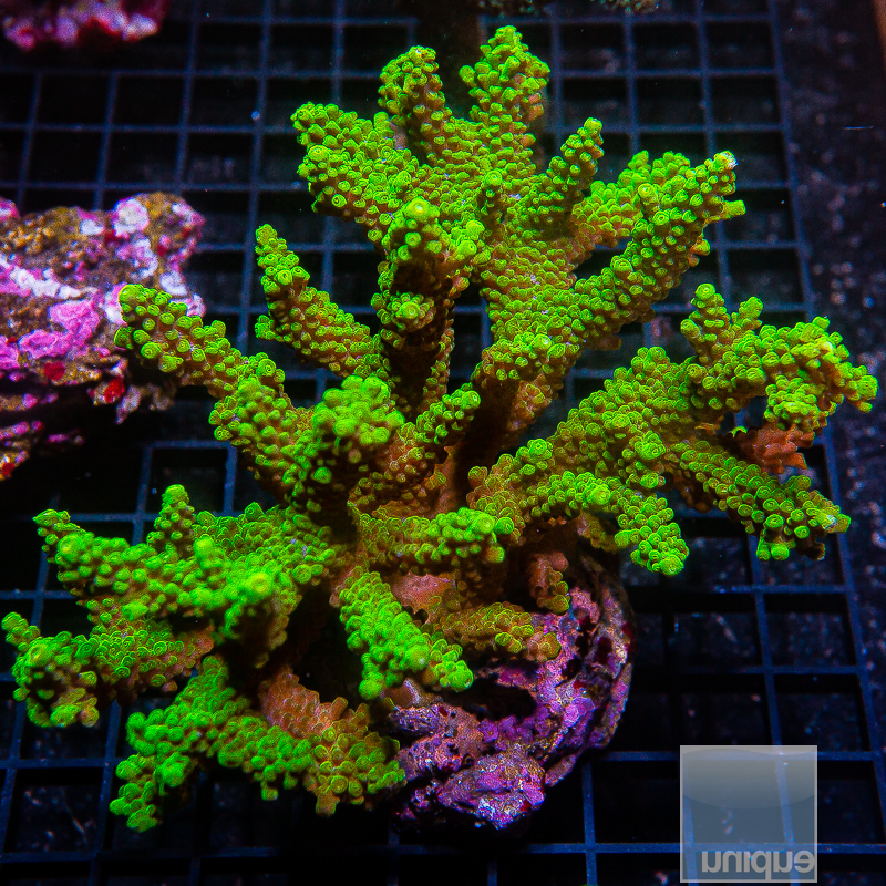 Acropora Colony 389 200.JPG