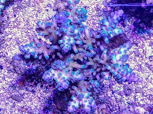 Acropora echinata blue (2)~2.jpg