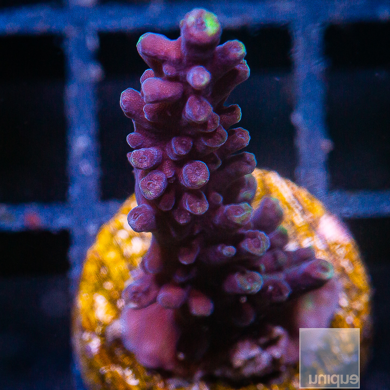 Acropora Exquisita 79 35.JPG