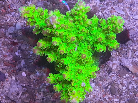 Acropora florida metallic (1).jpg