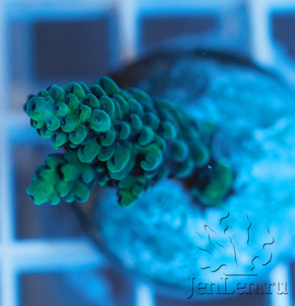 acropora-frag1.jpg