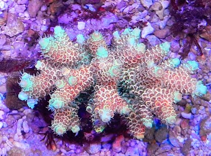 Acropora millepora red (6)~2.jpg