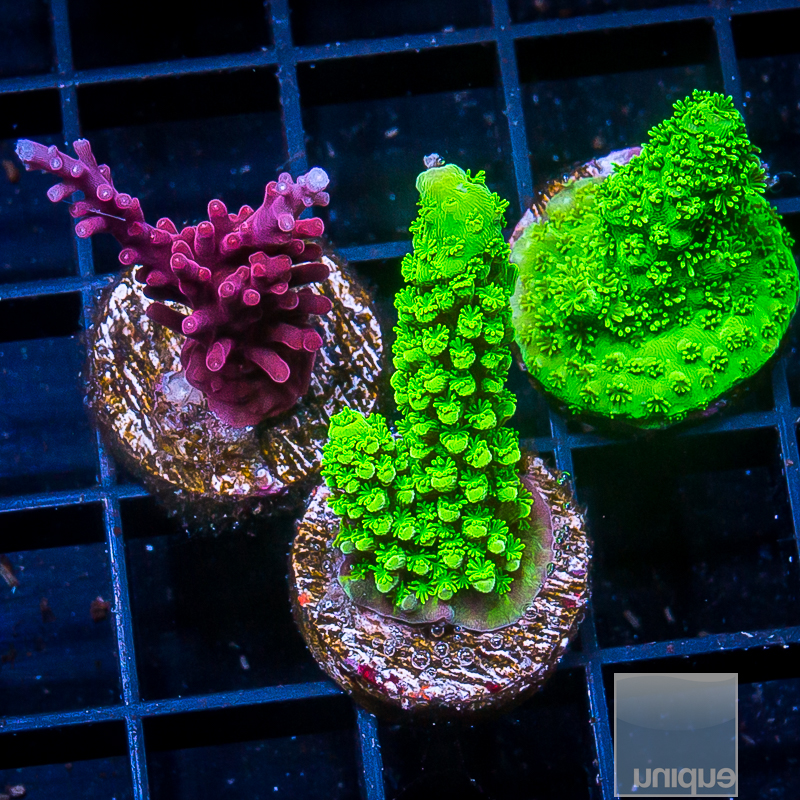 Acropora Pack 119 82.JPG