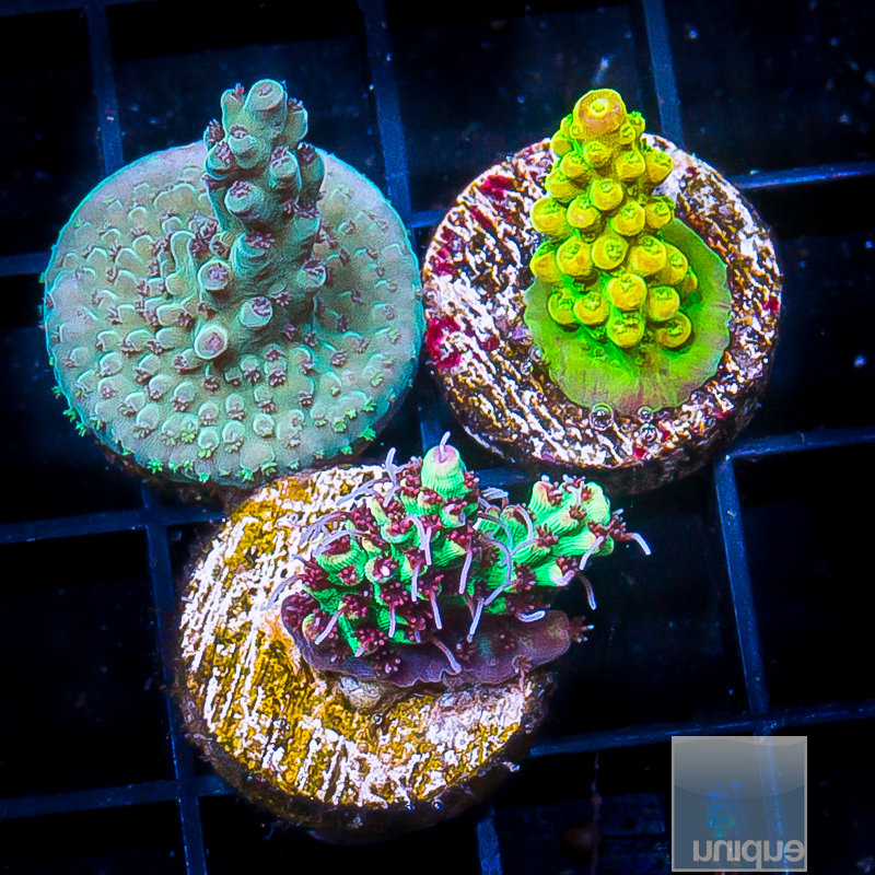 Acropora Pack 179 128.JPG