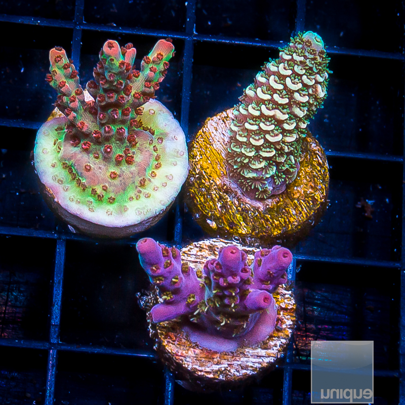 Acropora Pack 179 145.JPG