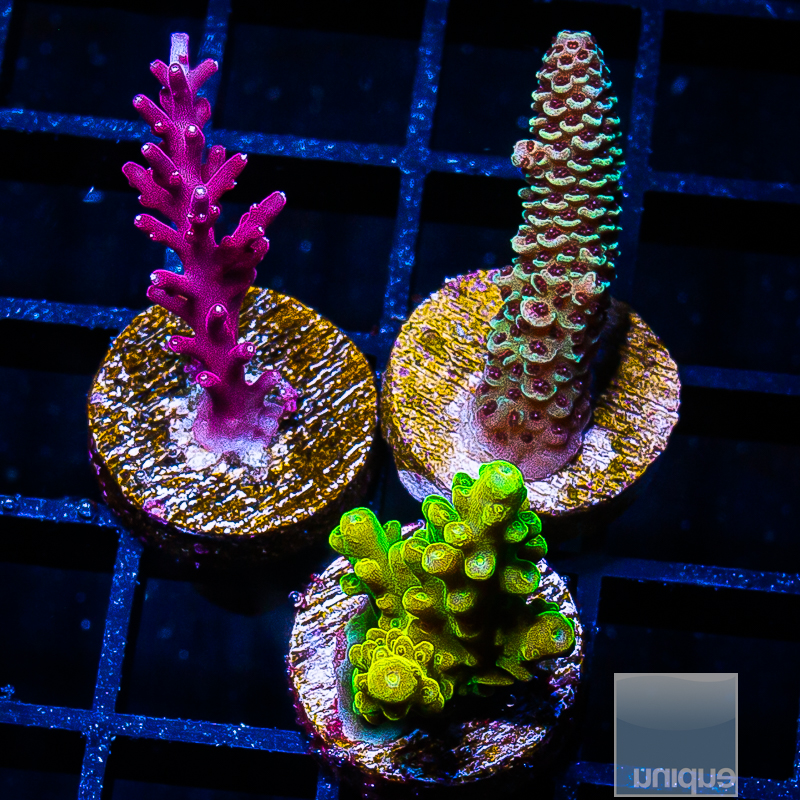 Acropora Pack 189 99.JPG