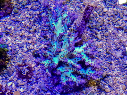 Acropora plana purple (1)~2.jpg