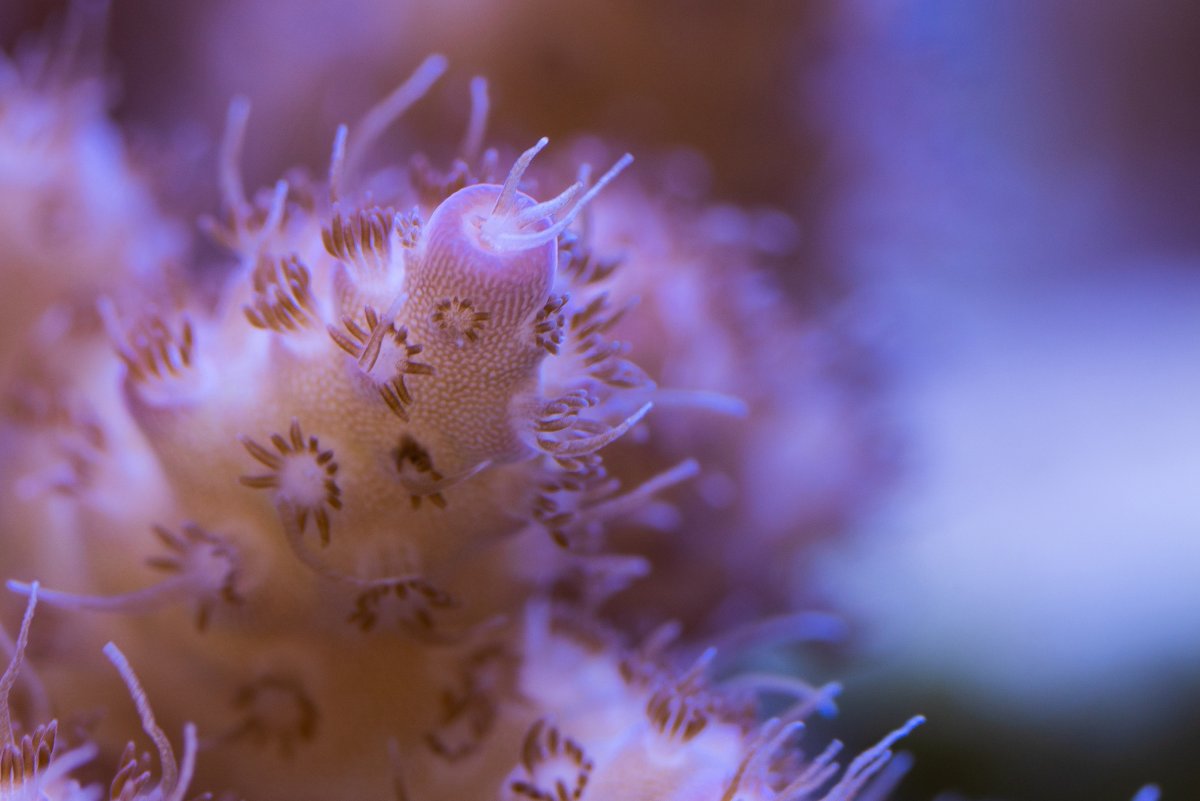 Acropora Sp 3000px.jpg