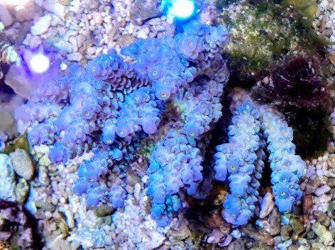 Acropora tenuis blue (13)~2.jpg