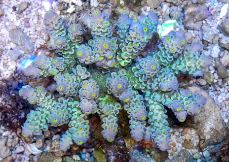 Acropora tenuis blue (14)~2.jpg