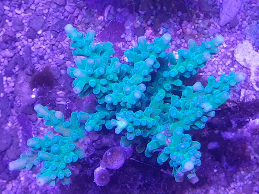 Acropora turaki (2).jpg