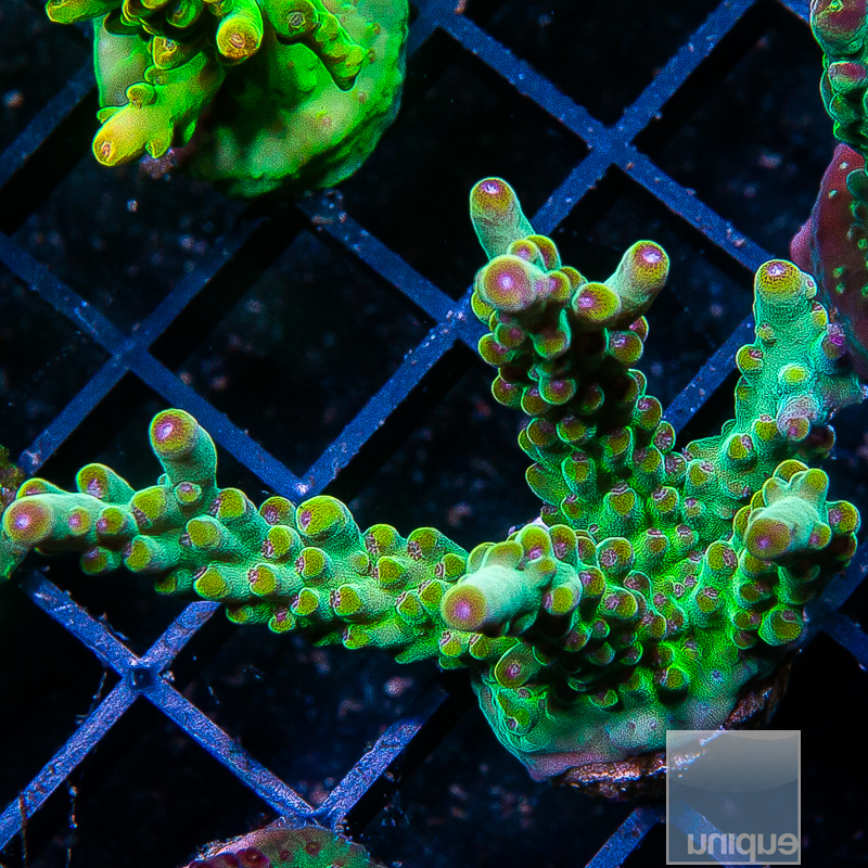 Acropora With Potential 249 150.JPG