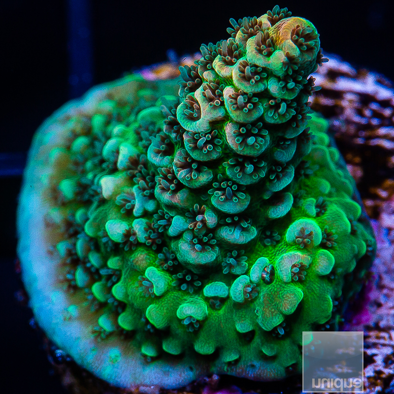 Acropora with Potential 99 56.JPG