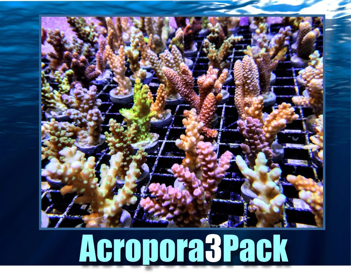 Acropora3Pack_1200x.jpg