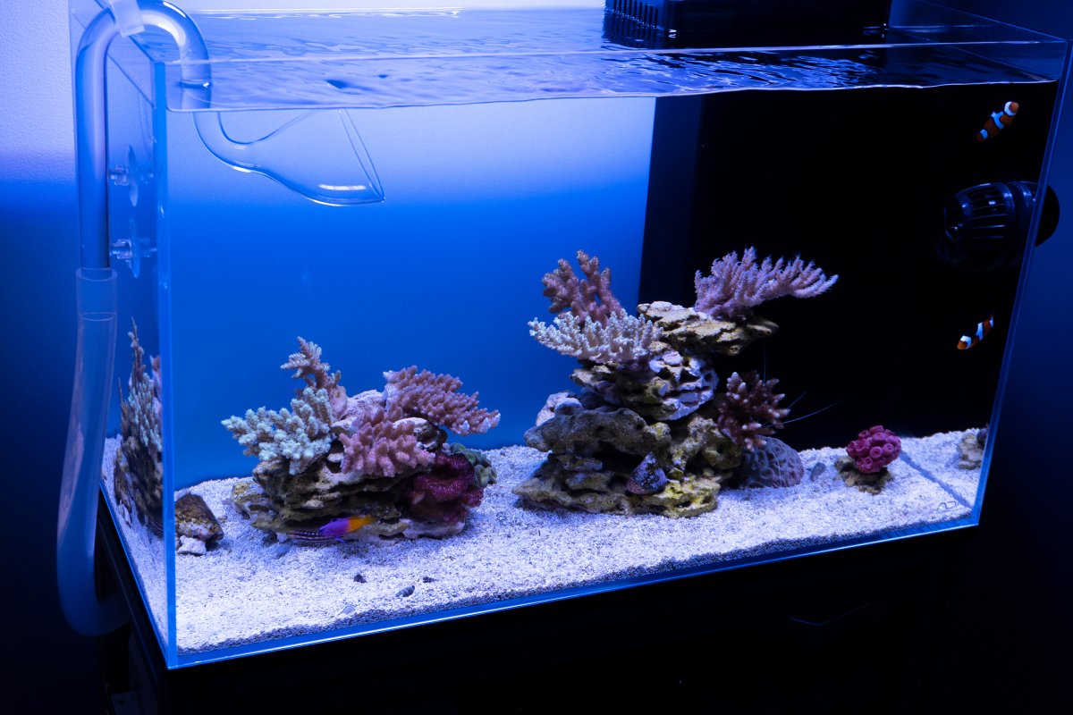 ADA 60P Reef Angle Reduced.jpg